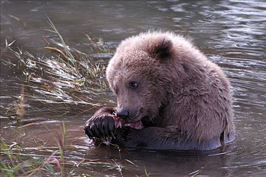 大灰熊,棕熊,年轻,三文鱼,阿拉斯加,美国,北美