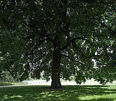 大,橡树,海德公园,伦敦