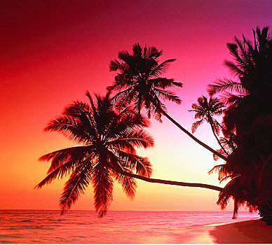 剪影,棕榈树,日落,马尔代夫,印度洋