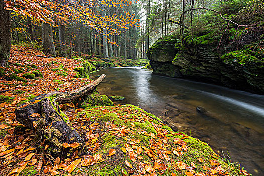 格罗塞尔,河,秋天,巴伐利亚森林国家公园,巴伐利亚,德国,欧洲