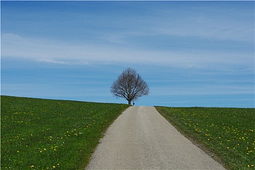 道路,山,上面,树,靠近,德国