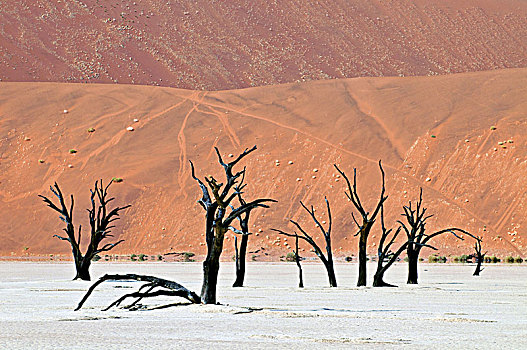 枯木,死亡谷,索苏维来地区,纳米比诺克陆夫国家公园,纳米比亚