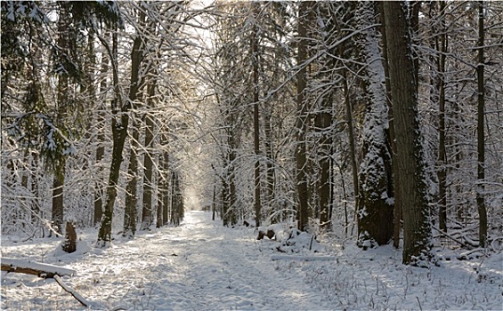 树林,地面,道路,积雪