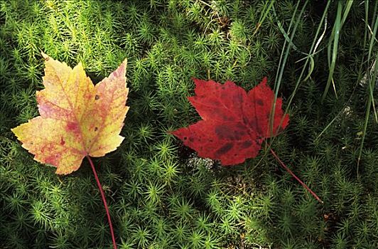 两个,秋天,色彩,糖枫,叶子,糖槭,深秋,摩利斯,国家公园,东方,加拿大