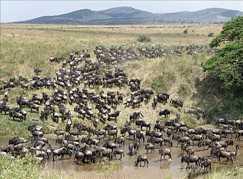 大,牧群,角马,斑马,喝,水,挨着,边界,塞伦盖蒂国家公园,马塞马拉野生动物保护区,肯尼亚