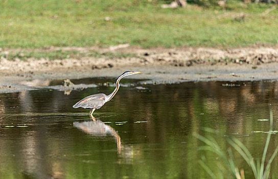 孤独的草鹭在河流三角洲浅滩觅食