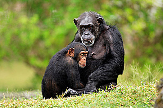 黑猩猩,成年,女性,年轻