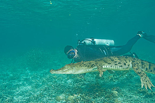 潜水,咸水鳄,湾鳄,洛克群岛,帕劳,密克罗尼西亚,西部,太平洋
