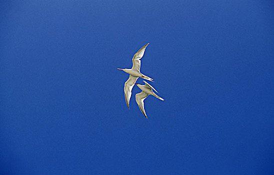 北极燕鸥,成年,飞行,蓝天,澳大利亚