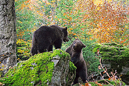 欧洲,棕熊,熊,两个,小动物,玩,秋天,巴伐利亚森林国家公园,德国