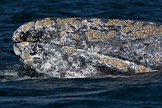 灰鲸,头部,下加利福尼亚州,墨西哥
