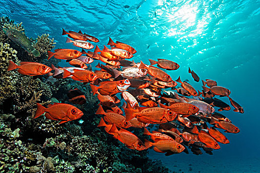 鱼群,大堡礁,世界遗产,昆士兰,澳大利亚,太平洋