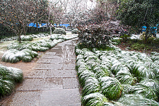 杭州,西湖,树木,树,树林,雪,水墨画,朦胧,仙境,冬天,平静,姿态,断桥,下雪