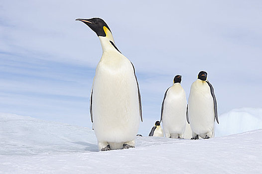 帝企鹅,成年,雪丘岛,南极半岛