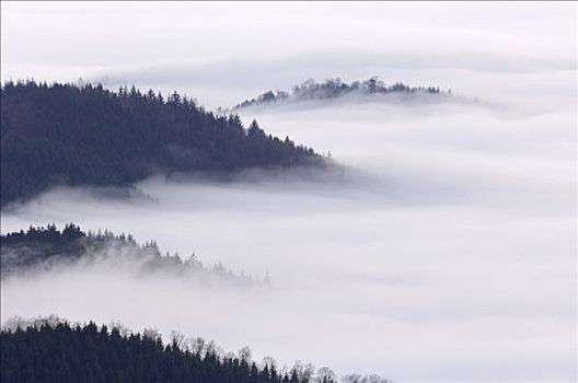 树林,山,雾,黑森林,巴登符腾堡,德国