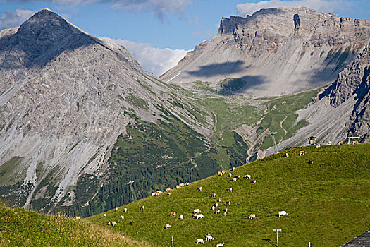 母牛,放牧,地点,斯堪费格,格劳宾登州,瑞士