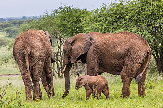 幼仔,非洲象,走,大草原,塔兰吉雷国家公园,坦桑尼亚