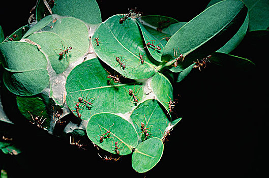 蚂蚁,生物群,编织,窝,水,浆果,叶子,沿岸,树林,南非