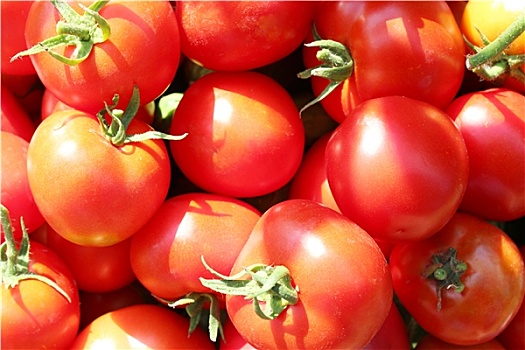 成熟,红色,西红柿