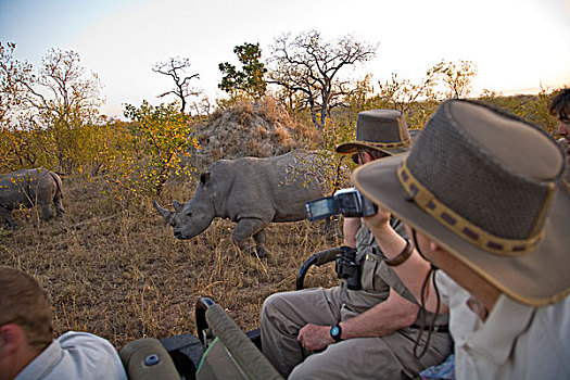 旅游,注视,白犀牛,狩猎小屋,南非