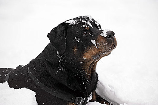 罗特韦尔犬,雪,侧面,卧