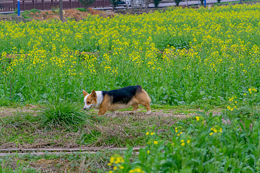 油菜花和宠物犬柯基