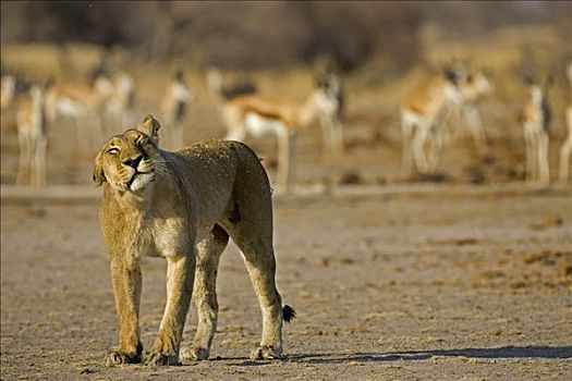 狮子,雌狮,马卡迪卡迪盐沼,国家公园,博茨瓦纳,非洲