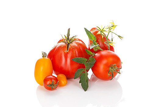 新鲜,西红柿,白色背景,背景