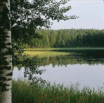 湖,夏天,芬兰