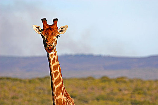 南非,长颈鹿,禁猎区