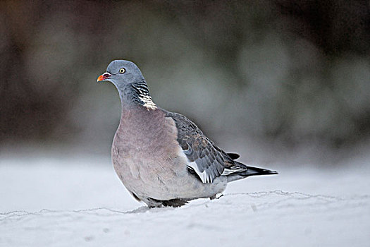斑尾林鸽,成年,走,雪中,西米德兰兹郡,英格兰,英国,欧洲