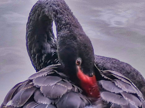 黑天鹅水边整理羽毛