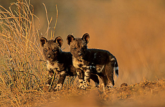 狗,幼仔,克鲁格国家公园,南非,非洲