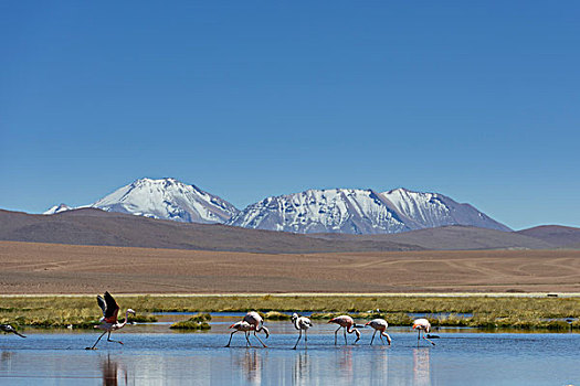 智利红鹤,湖,高地,佩特罗,阿塔卡马沙漠,安托法加斯塔大区,智利,南美