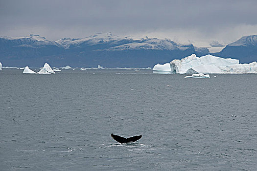 格陵兰,半岛,迪斯科湾,靠近,驼背鲸,大翅鲸属,鲸鱼,海岸,冰山