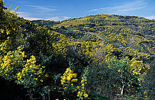法国,阿尔卑斯滨海省,山丘,含羞草,桉树