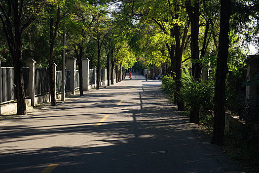 公路,马路,转弯,弯路,树荫,马路尽头,树,拐弯,地平线,远处,远方