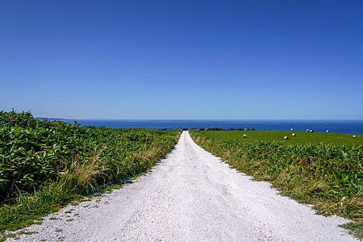 白色,道路