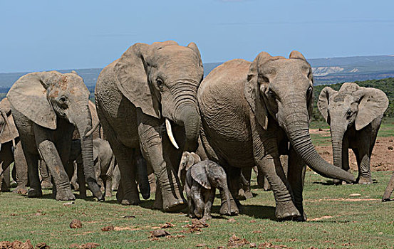 非洲,灌木,大象,非洲象,成年,幼兽,2天大,阿多大象国家公园,东开普省,南非