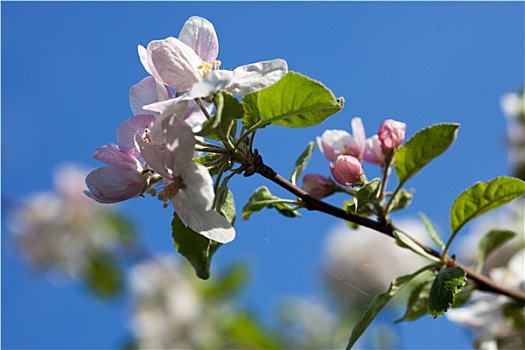 苹果树,花,蓝天背景