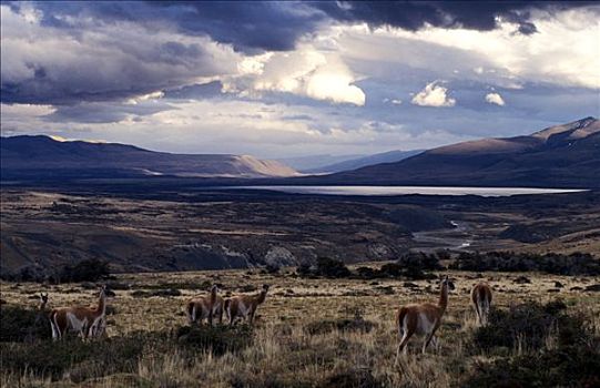 智利,巴塔哥尼亚,托雷德裴恩国家公园,放牧,原驼