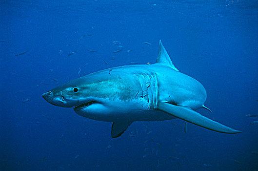 大白鲨,沙鲨属,海王星岛,澳大利亚