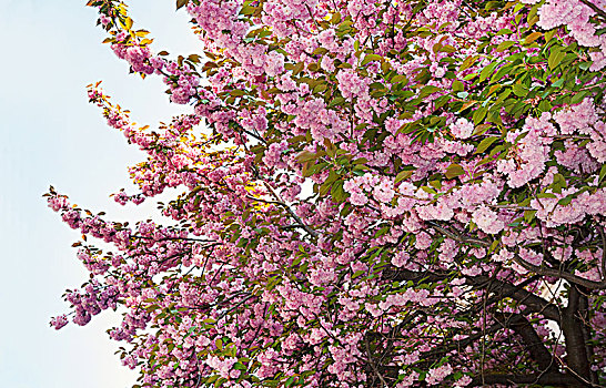 漂亮,樱花,春天,蓝天背景,树,粉花