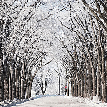 曼尼托巴,加拿大,道路,树,积雪,冬天