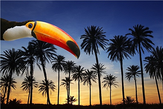 托哥巨嘴鸟,鸟,热带,棕榈树,日落,天空