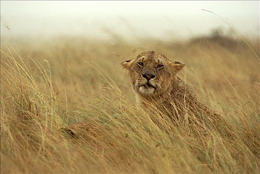 非洲狮,狮子,雌性,暴风雨,马赛马拉国家保护区,肯尼亚,非洲