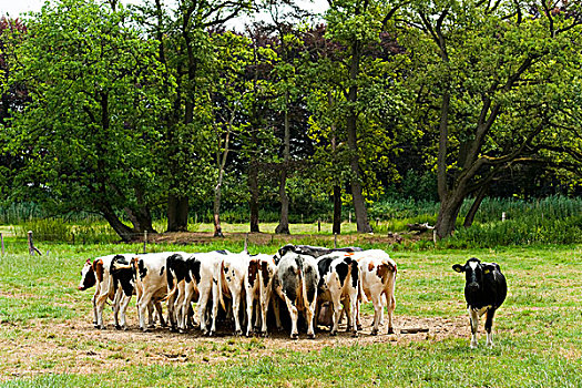 母牛,北布拉邦,荷兰
