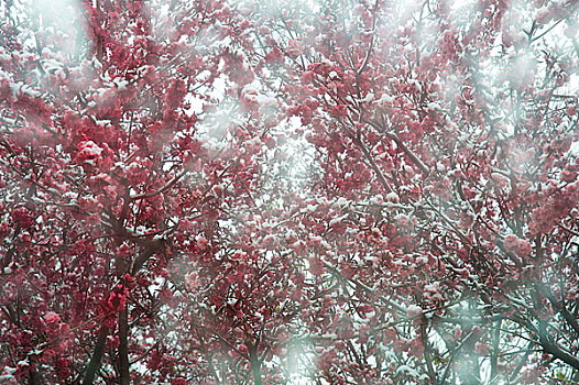 雪后碧桃林