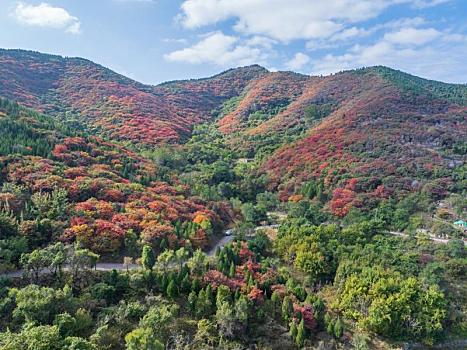 航拍济南彩石镇漫山遍野的红叶