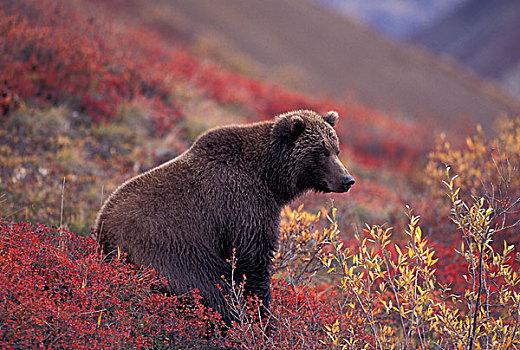 美国,阿拉斯加,德纳里国家公园,雌性,大灰熊,站立,高山,苔原,秋色